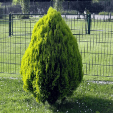 Туя східна Голден Мінарет| Thuja orientalis Golden Minaret | Туя восточная Голден Минарет