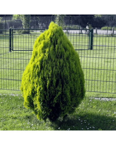 Туя східна Голден Мінарет| Thuja orientalis Golden Minaret | Туя восточная Голден Минарет