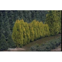 Туя східна Голден Мінарет| Thuja orientalis Golden Minaret | Туя восточная Голден Минарет