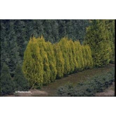 Туя східна Голден Мінарет| Thuja orientalis Golden Minaret | Туя восточная Голден Минарет