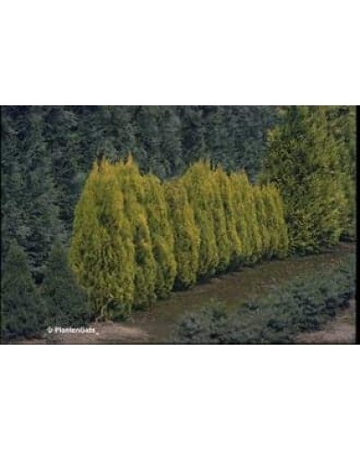 Туя східна Голден Мінарет| Thuja orientalis Golden Minaret | Туя восточная Голден Минарет