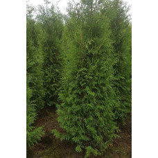 Туя складчаста Мартін | Туя складчатая Мартин | Thuja plicata Martin