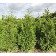 Туя складчаста Мартін | Туя складчатая Мартин | Thuja plicata Martin