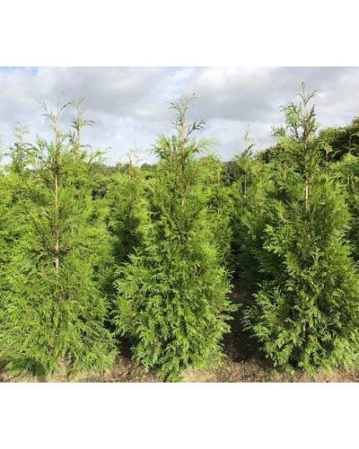 Туя складчаста Мартін | Туя складчатая Мартин | Thuja plicata Martin