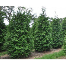 Туя складчаста Мартін | Туя складчатая Мартин | Thuja plicata Martin