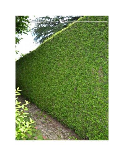 Туя складчаста Мартін | Туя складчатая Мартин | Thuja plicata Martin