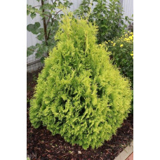 Туя складчаста Корнік | Туя складчатая Корник | Thuja plicata Kornik