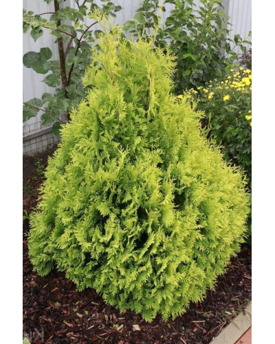 Туя складчаста Корнік | Туя складчатая Корник | Thuja plicata Kornik