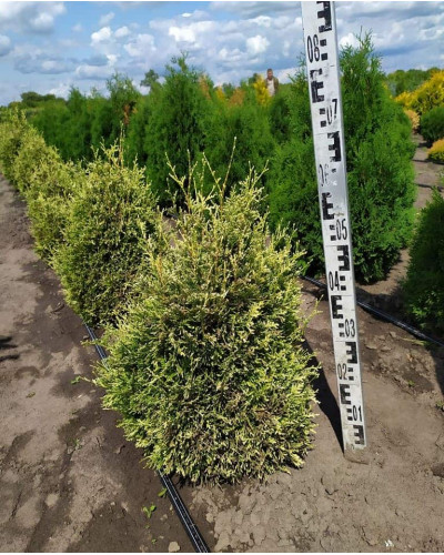 Туя складчаста Корнік | Туя складчатая Корник | Thuja plicata Kornik