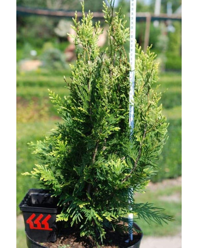 Туя складчаста Корнік | Туя складчатая Корник | Thuja plicata Kornik