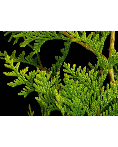 Туя складчаста Корнік | Туя складчатая Корник | Thuja plicata Kornik