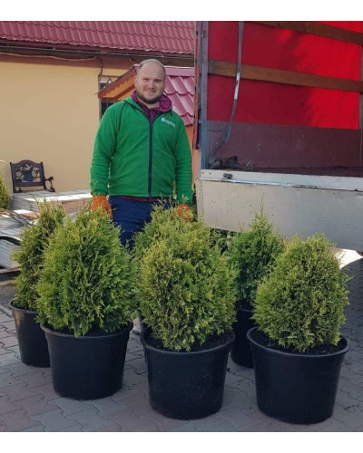 Туя складчаста Корнік | Туя складчатая Корник | Thuja plicata Kornik