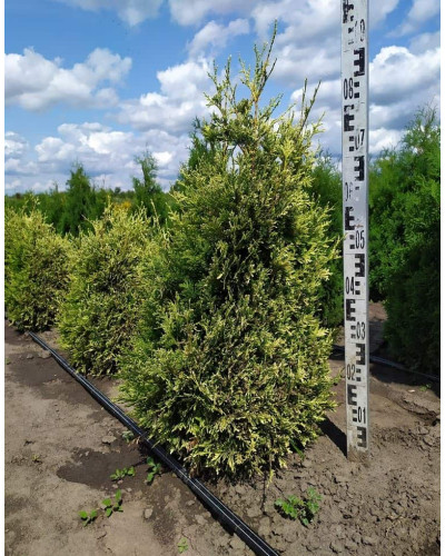 Туя складчаста Корнік | Туя складчатая Корник | Thuja plicata Kornik