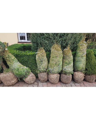 Туя складчаста Корнік | Туя складчатая Корник | Thuja plicata Kornik