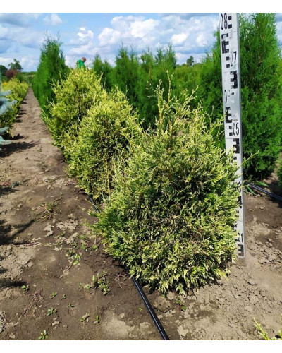 Туя складчаста Корнік | Туя складчатая Корник | Thuja plicata Kornik