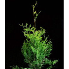 Туя складчаста Корнік | Туя складчатая Корник | Thuja plicata Kornik