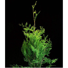 Туя складчаста Корнік | Туя складчатая Корник | Thuja plicata Kornik