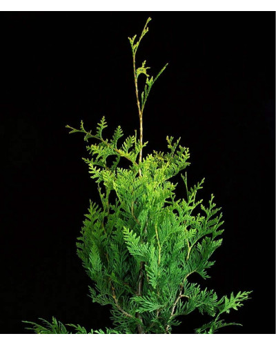 Туя складчаста Корнік | Туя складчатая Корник | Thuja plicata Kornik