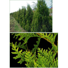 Туя складчаста Корнік | Туя складчатая Корник | Thuja plicata Kornik