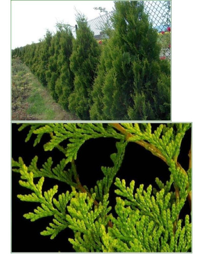 Туя складчаста Корнік | Туя складчатая Корник | Thuja plicata Kornik