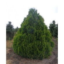 Туя складчаста Корнік | Туя складчатая Корник | Thuja plicata Kornik