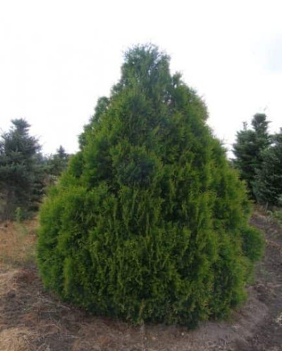 Туя складчаста Корнік | Туя складчатая Корник | Thuja plicata Kornik