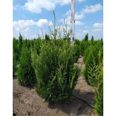 Туя складчаста Корнік | Туя складчатая Корник | Thuja plicata Kornik
