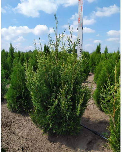 Туя складчаста Корнік | Туя складчатая Корник | Thuja plicata Kornik