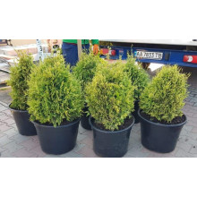 Туя складчаста Корнік | Туя складчатая Корник | Thuja plicata Kornik