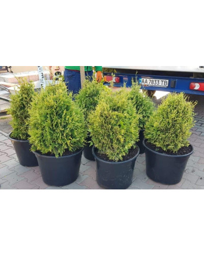 Туя складчаста Корнік | Туя складчатая Корник | Thuja plicata Kornik