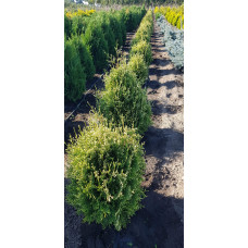 Туя складчаста Корнік | Туя складчатая Корник | Thuja plicata Kornik