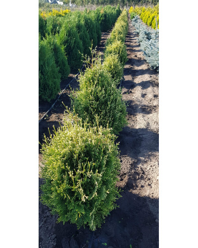 Туя складчаста Корнік | Туя складчатая Корник | Thuja plicata Kornik