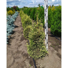 Туя складчаста Корнік | Туя складчатая Корник | Thuja plicata Kornik