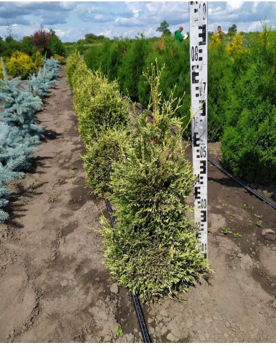 Туя складчаста Корнік | Туя складчатая Корник | Thuja plicata Kornik
