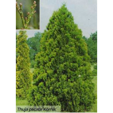 Туя складчаста Корнік | Туя складчатая Корник | Thuja plicata Kornik