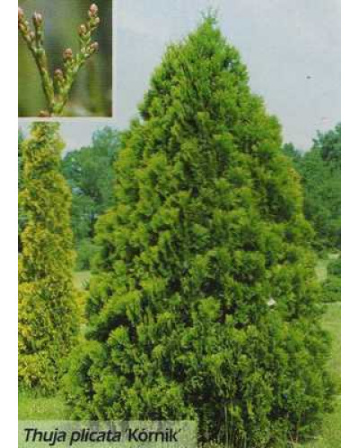 Туя складчаста Корнік | Туя складчатая Корник | Thuja plicata Kornik