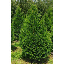 Туя складчаста Кан-Кан | Туя складчатая Кан-Кан | Thuja plicata Can-Can