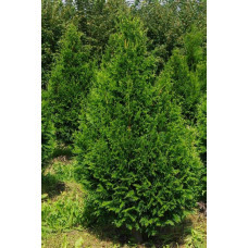 Туя складчаста Кан-Кан | Туя складчатая Кан-Кан | Thuja plicata Can-Can