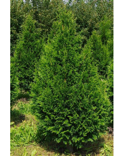 Туя складчаста Кан-Кан | Туя складчатая Кан-Кан | Thuja plicata Can-Can