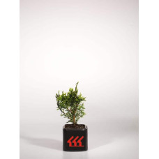 Туя складчаста Кан-Кан | Туя складчатая Кан-Кан | Thuja plicata Can-Can