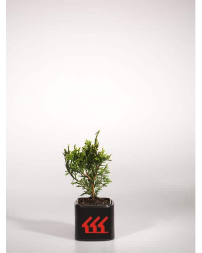 Туя складчаста Кан-Кан | Туя складчатая Кан-Кан | Thuja plicata Can-Can