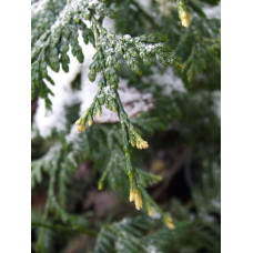 Туя складчаста Кан-Кан | Туя складчатая Кан-Кан | Thuja plicata Can-Can