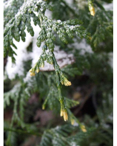 Туя складчаста Кан-Кан | Туя складчатая Кан-Кан | Thuja plicata Can-Can