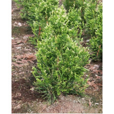 Туя складчаста Кан-Кан | Туя складчатая Кан-Кан | Thuja plicata Can-Can