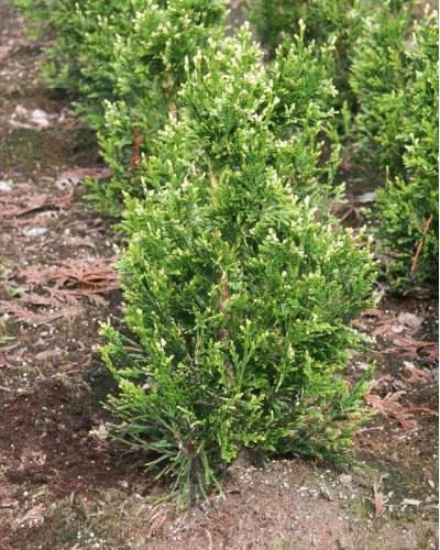 Туя складчаста Кан-Кан | Туя складчатая Кан-Кан | Thuja plicata Can-Can