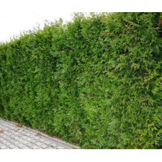 Туя складчаста Кан-Кан | Туя складчатая Кан-Кан | Thuja plicata Can-Can