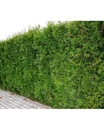 Туя складчаста Кан-Кан | Туя складчатая Кан-Кан | Thuja plicata Can-Can