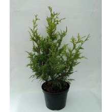 Туя складчаста Кан-Кан | Туя складчатая Кан-Кан | Thuja plicata Can-Can