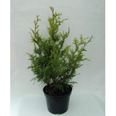 Туя складчаста Кан-Кан | Туя складчатая Кан-Кан | Thuja plicata Can-Can
