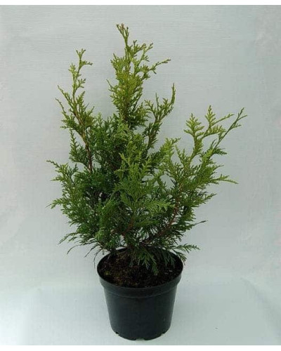 Туя складчаста Кан-Кан | Туя складчатая Кан-Кан | Thuja plicata Can-Can